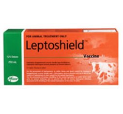 Protect your cattle and yourself against leptospirosis 