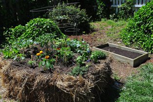 Making garden beds out of old hay