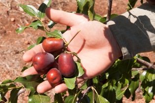 The Department of Agriculture and Food is working with the WA industry as part of a project funded by the Rural Industries Research and Development Corporation to increase knowledge and capacity of the small but growing jujube industry. 
