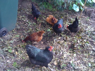 Happy hens enjoying the luxury of scratching up bugs and other delicacies for their dinner