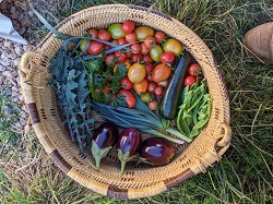 Great reasons to grow your own vegetables
