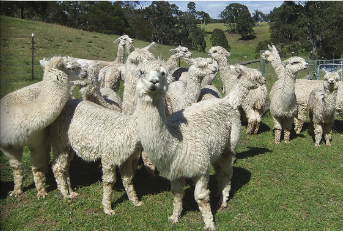 planning and selecting a farm for alpacas