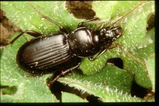 Carabid - good bugs for small farms