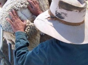 Parting the wool to the skin to inspect for lice.