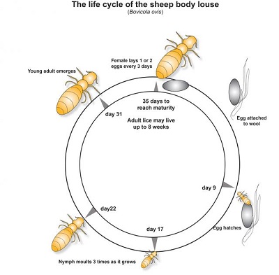 Sheep body lice lifecycle