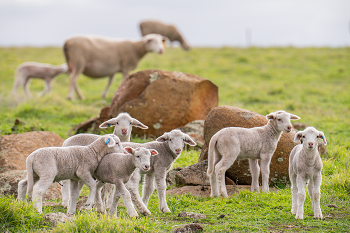 managing the winter feed gap webinars