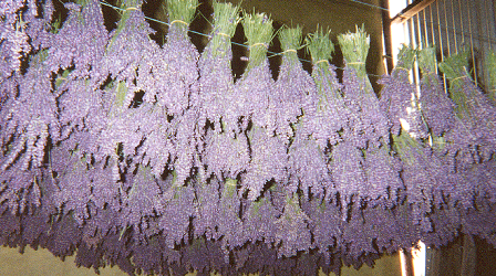 Drying lavender after harvest.