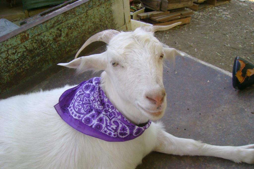 Profile picture for user The Gourmet Goat Farm