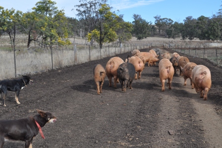 Free range pigs being moved along a well designed laneway.