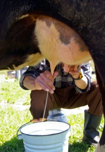Milking a cow
