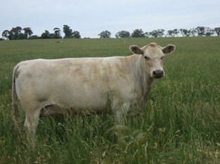 Cow grazing spring pastures at risk of bloat.