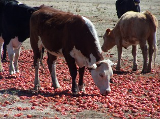 Cattle feeding on the residue of a tomato crop.