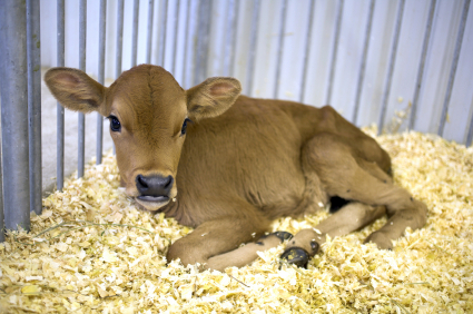 Calf bedding can be untreated wood chips, shavings, sawdust, straw, or shredded paper