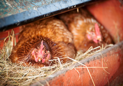Chickens prefer discrete nesting areas