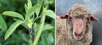 Cowpea aphid symptons