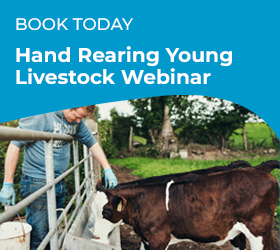 Hand rearing young livestock