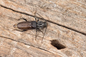 With winter here now is a good time for people to clean up and burn any unwanted pine wood to help prevent the spread of European house borer. Check wood for small oval-shaped holes, adult beetles and larvae.