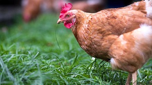 Hobby farm - chicken